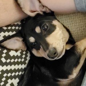 Meet your Posher, Dominica